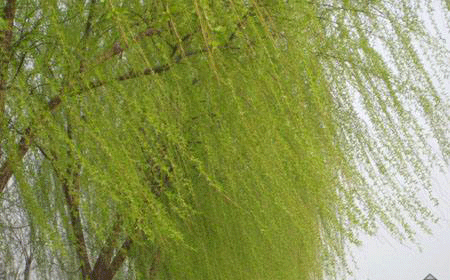 把柳条比作什么，柳条可以怎么比喻